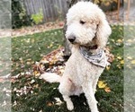 Small Photo #1 Goldendoodle Puppy For Sale in KEIZER, OR, USA