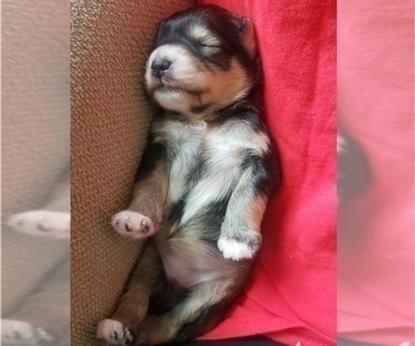 Full screen Photo #21 Schnauzer (Miniature) Puppy For Sale in LEESBURG, VA, USA