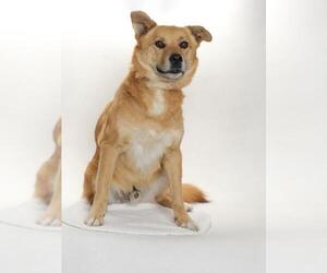 Akita-Unknown Mix Dogs for adoption in Burbank, CA, USA