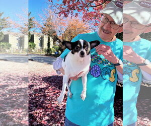 Julio - Male Chihuahua Dog for Adoption - Photo #3