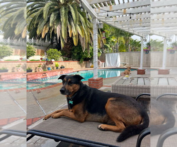 Medium Photo #2 Mutt Puppy For Sale in Dana Point, CA, USA
