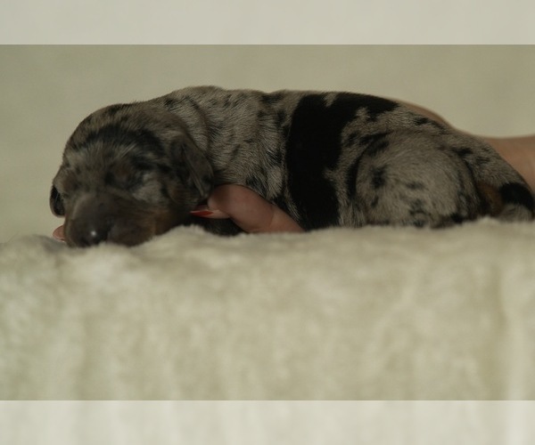 Medium Photo #9 Dachshund Puppy For Sale in NEVADA CITY, CA, USA
