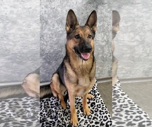 German Shepherd Dog Dogs for adoption in Estherville, IA, USA