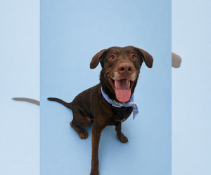 Labrador Retriever Dogs for adoption in Sandy, UT, USA