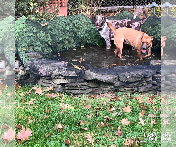 Medium Photo #11 Retriever -Unknown Mix Puppy For Sale in Washington, DC, USA