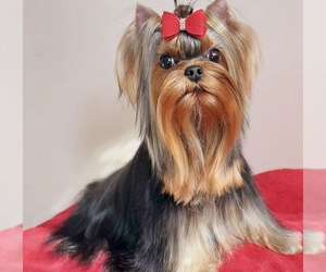 Yorkshire Terrier Puppy for sale in ROANOKE, VA, USA