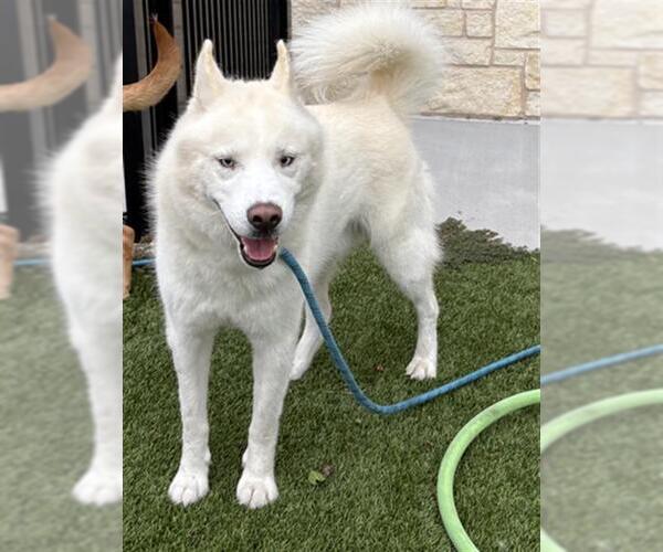Medium Photo #1 Siberian Husky Puppy For Sale in Baytown, TX, USA