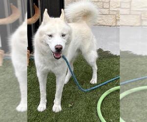Siberian Husky Dogs for adoption in Baytown, TX, USA
