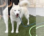 YETI - Male Siberian Husky Dog for Adoption - Small photo