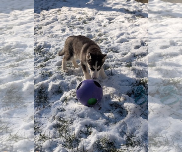 Medium Photo #5 Siberian Husky-Unknown Mix Puppy For Sale in Holly Springs, NC, USA