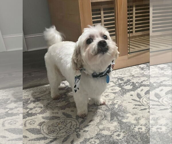 Medium Photo #3 Maltese Puppy For Sale in Arlington, VA, USA