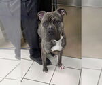 Small American Pit Bull Terrier
