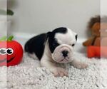 Small Photo #5 English Bulldog Puppy For Sale in JOHNS ISLAND, SC, USA