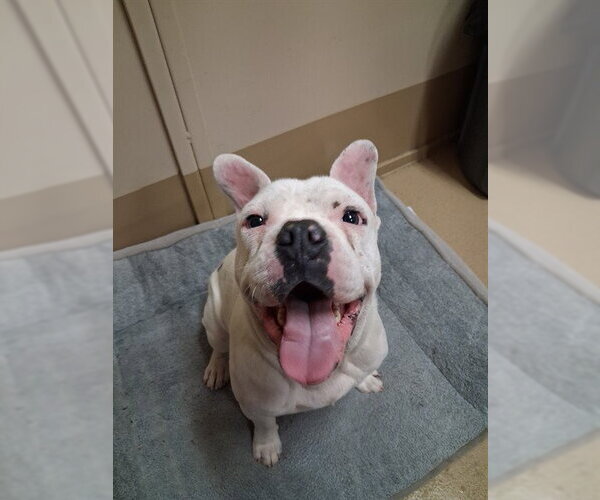 Medium Photo #1 Bulldog-Unknown Mix Puppy For Sale in Chula Vista, CA, USA