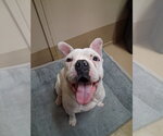 Small Bulldog Mix