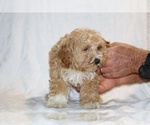 Small #19 Cockapoo (Miniature)