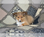Small Photo #9 Shetland Sheepdog Puppy For Sale in GREENWOOD, WI, USA