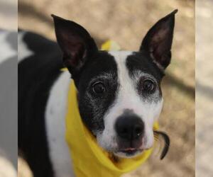 American Staffordshire Terrier-Unknown Mix Dogs for adoption in San Antonio, TX, USA