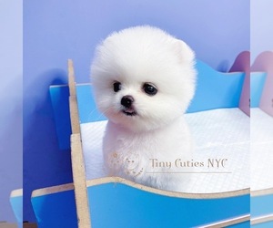 Pomeranian Puppy for sale in ASTORIA, NY, USA