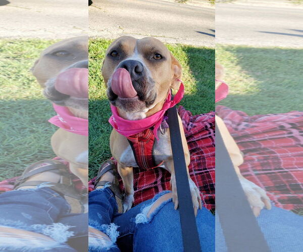 Medium Photo #14 American Pit Bull Terrier-Unknown Mix Puppy For Sale in Germantown, OH, USA