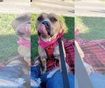 Small #13 American Pit Bull Terrier Mix