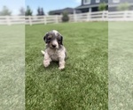 Puppy Poseidon Bernedoodle