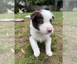 Border Collie Puppy for sale in GILBERT, AZ, USA