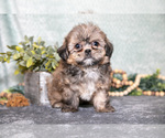 Puppy Benny Shih Tzu