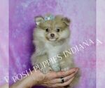 Puppy AKC SNUGGLES Pomeranian