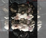 Small Photo #17 Shih Tzu Puppy For Sale in HAYWARD, CA, USA