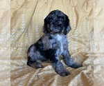 Small Photo #2 Cocker Spaniel Puppy For Sale in BRIGHTON, MO, USA