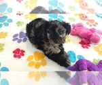 Connor - Male Yorkipoo Puppy for Sale - Photo #9