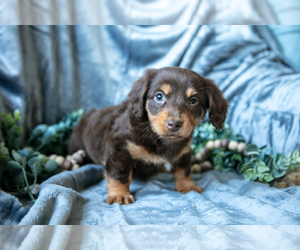 Medium Photo #3 Dachshund-Siberian Husky Mix Puppy For Sale in ELIZABETHTOWN, PA, USA