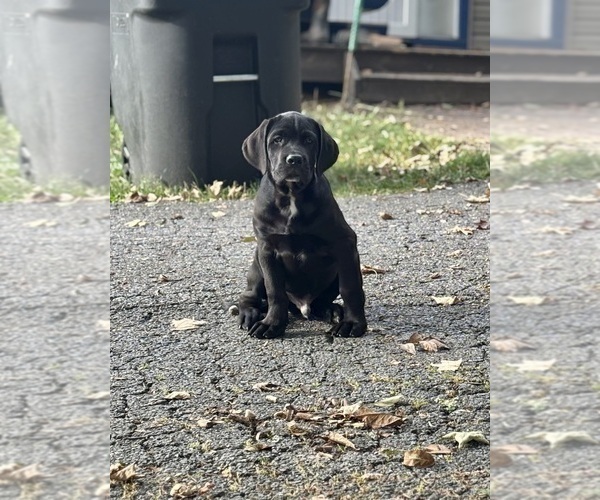 Medium Photo #2 Cane Corso Puppy For Sale in NEWTON, NJ, USA