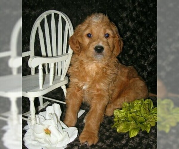 Medium Photo #7 Goldendoodle Puppy For Sale in SELINSGROVE, PA, USA