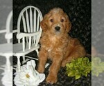 Small Photo #7 Goldendoodle Puppy For Sale in SELINSGROVE, PA, USA