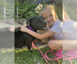 Small #4 American Pit Bull Terrier-Basset Hound Mix