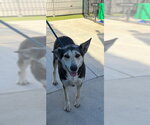 Small German Shepherd Dog