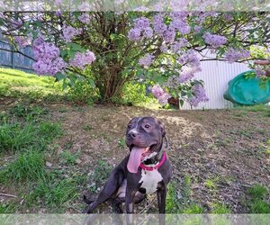American Pit Bull Terrier Dogs for adoption in Milton, PA, USA