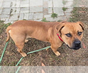 American Pit Bull Terrier-Unknown Mix Dogs for adoption in Ocala, FL, USA