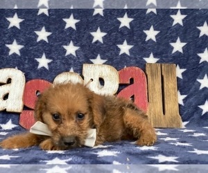 Jack-A-Poo Puppy for sale in LANCASTER, PA, USA