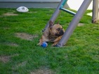 Small Photo #8 Bulldog Puppy For Sale in LA QUINTA, CA, USA