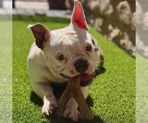 Pax - Male Bulldog-Unknown Mix Dog for Adoption - Photo #2