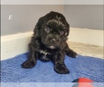 Small #5 Shih-Poo