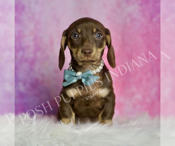 Medium Photo #2 Dachshund Puppy For Sale in WARSAW, IN, USA