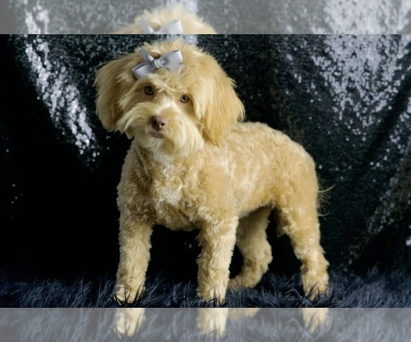 Medium Photo #10 Goldendoodle (Miniature) Puppy For Sale in WARSAW, IN, USA