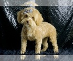 Small #9 Goldendoodle (Miniature)
