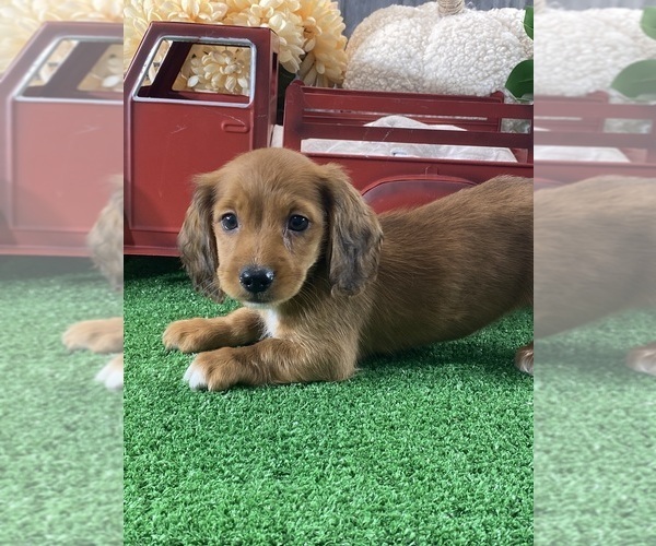 Medium Photo #2 Dachshund Puppy For Sale in CANOGA, NY, USA