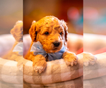 Puppy Sparky Goldendoodle