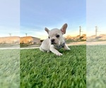 Small French Bulldog